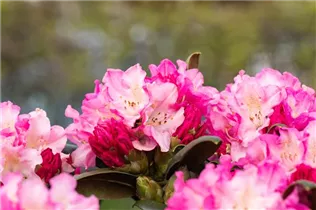  - Rhododendron yakushimanum 'Kalinka'