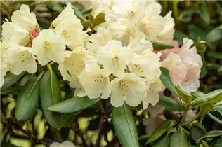  - Rhododendron yakushimanum 'Katharina'