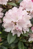 - Rhododendron yakushimanum 'Schneekrone'  - Rhododendron yakushimanum 'Schneekrone'