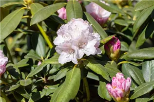 - Rhododendron yakushimanum 'Schneekrone'  - Rhododendron yakushimanum 'Schneekrone'