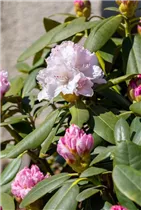 - Rhododendron yakushimanum 'Schneekrone'  - Rhododendron yakushimanum 'Schneekrone'