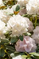 - Rhododendron yakushimanum 'Schneekrone'  - Rhododendron yakushimanum 'Schneekrone'