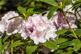 - Rhododendron yakushimanum 'Schneekrone'  - Rhododendron yakushimanum 'Schneekrone'