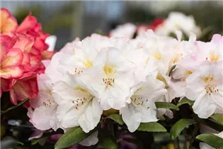  - Rhododendron yakushimanum 'Ken Janeck'