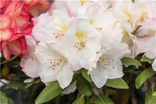  - Rhododendron yakushimanum 'Ken Janeck'