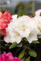 - Rhododendron yakushimanum 'Ken Janeck'