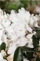  - Rhododendron yakushimanum 'Seidenglanz'