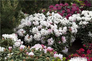  - Rhododendron yakushimanum 'Koichiro Wada'