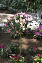  - Rhododendron yakushimanum 'Koichiro Wada'