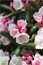  - Rhododendron yakushimanum 'Koichiro Wada'