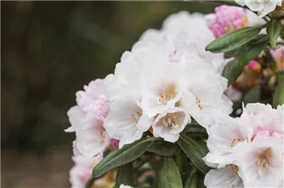  - Rhododendron yakushimanum 'Koichiro Wada'