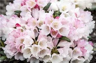  - Rhododendron yakushimanum 'Koichiro Wada'