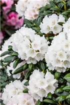  - Rhododendron yakushimanum 'Koichiro Wada'