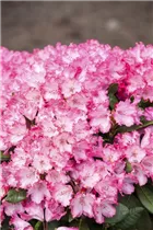  - Rhododendron yakushimanum 'Kokette'