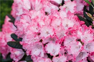  - Rhododendron yakushimanum 'Kokette'