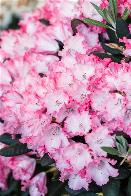 Rhododendron yakushimanum 'Kokette'