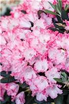  - Rhododendron yakushimanum 'Kokette'