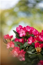  - Rhododendron yakushimanum 'Kokette'