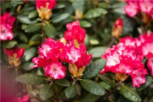  - Rhododendron yakushimanum 'Kokette'