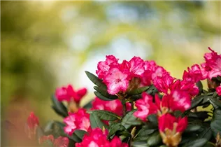  - Rhododendron yakushimanum 'Kokette'