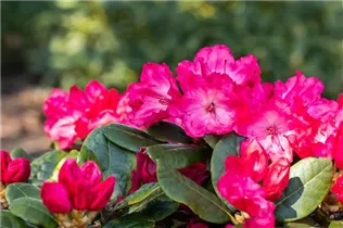  - Rhododendron yakushimanum 'Kokette'