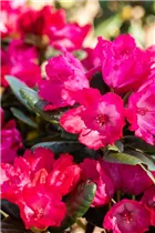  - Rhododendron yakushimanum 'Kokette'