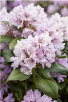  - Rhododendron yakushimanum 'Silberwolke'