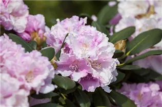  - Rhododendron yakushimanum 'Silberwolke'