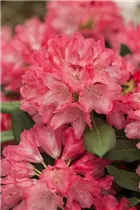  - Rhododendron yakushimanum 'Sneezy'