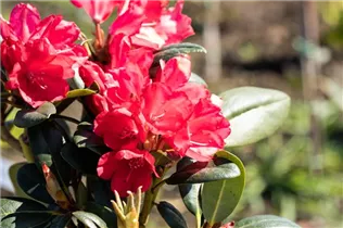  - Rhododendron yakushimanum 'Lampion'