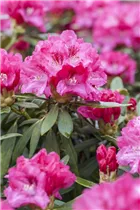  - Rhododendron yakushimanum 'Sneezy'