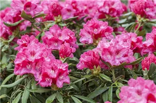  - Rhododendron yakushimanum 'Sneezy'
