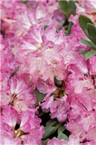  - Rhododendron yakushimanum 'Sneezy'