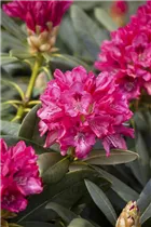  - Rhododendron yakushimanum 'Sneezy'