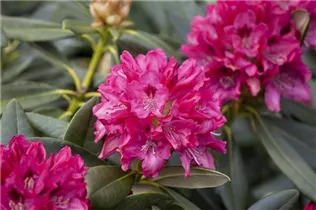  - Rhododendron yakushimanum 'Sneezy'