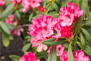  - Rhododendron yakushimanum 'Sneezy'