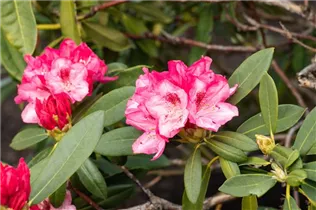  - Rhododendron yakushimanum 'Sneezy'