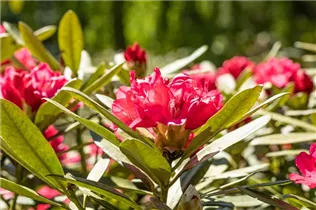  - Rhododendron yakushimanum 'Sneezy'