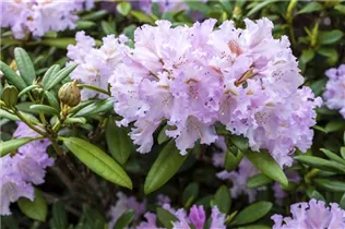 - Rhododendron yakushimanum 'Lavender Charm'