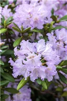  - Rhododendron yakushimanum 'Lavender Charm'
