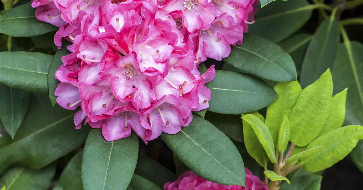 Rhododendron yakushimanum 'Tatjana'