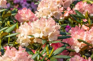 - Rhododendron yakushimanum 'Tatjana'