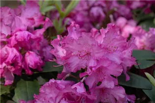  - Rhododendron yakushimanum 'Tatjana'