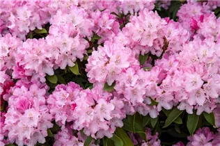  - Rhododendron yakushimanum 'Tina Heinje'