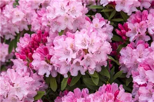  - Rhododendron yakushimanum 'Tina Heinje'