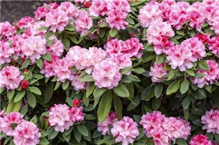 - Rhododendron yakushimanum 'Tina Heinje'