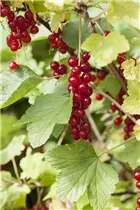  - Ribes rubrum 'Rondom'