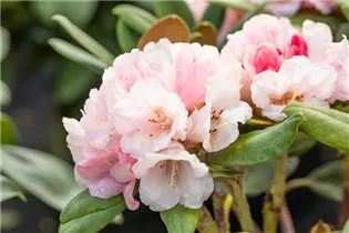  - Rhododendron yakushimanum 'Wanna Bee'