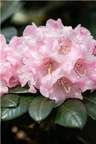  - Rhododendron yakushimanum 'Weiße Wolke'
