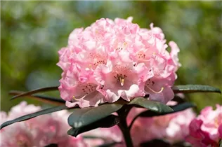  - Rhododendron yakushimanum 'Weiße Wolke'